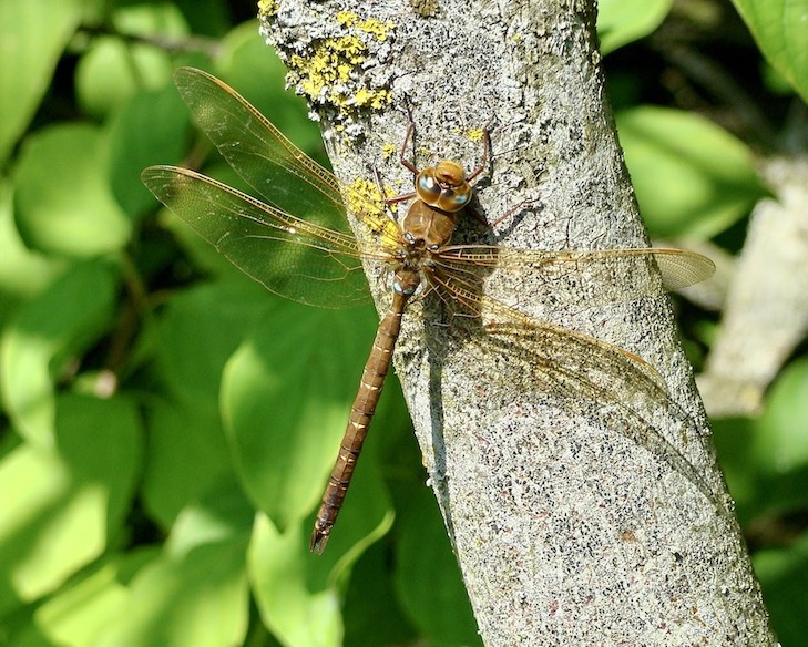 brown hawker